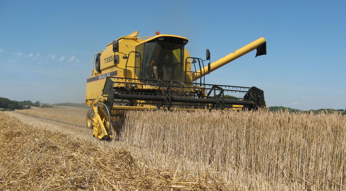 Hst af triticale